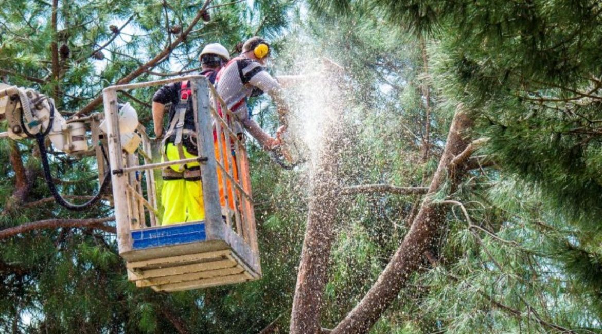 stihl-chainsaws-lumberjacks-in-tree-min