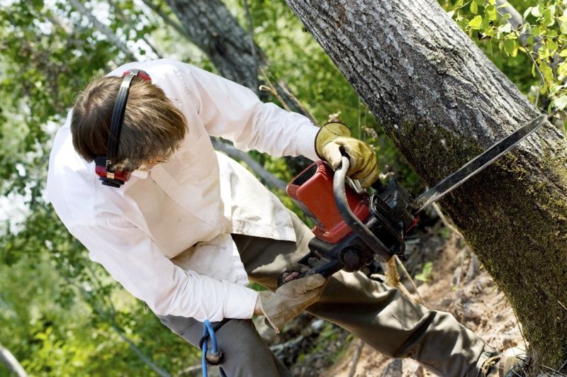 stihl-chainsaw-cutting-tree-min