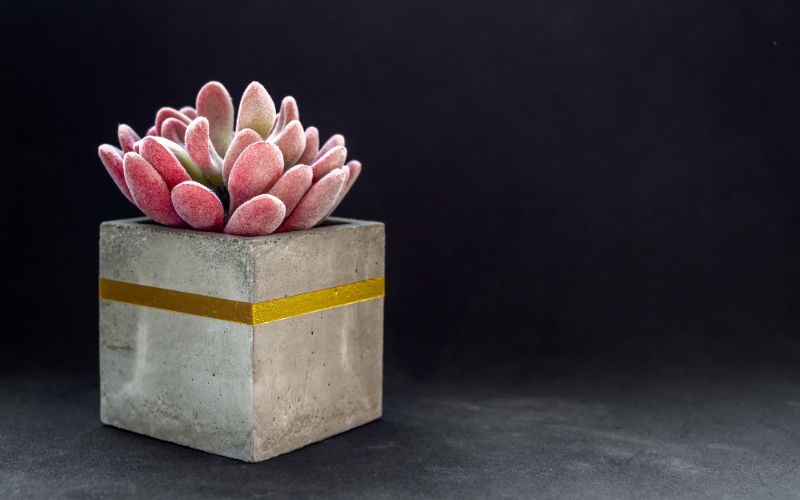 concrete-mixers-modern-cubic-concrete-planter-with-pink-succulent-plant-painted-concrete-pot-for-home-decoration-min