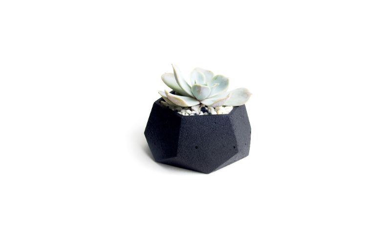 concrete-mixers-succulent-eheveria-in-a-concrete-planter-potted-houseplant-isolated-on-a-white-background-composition-in-scandinavian-style-min
