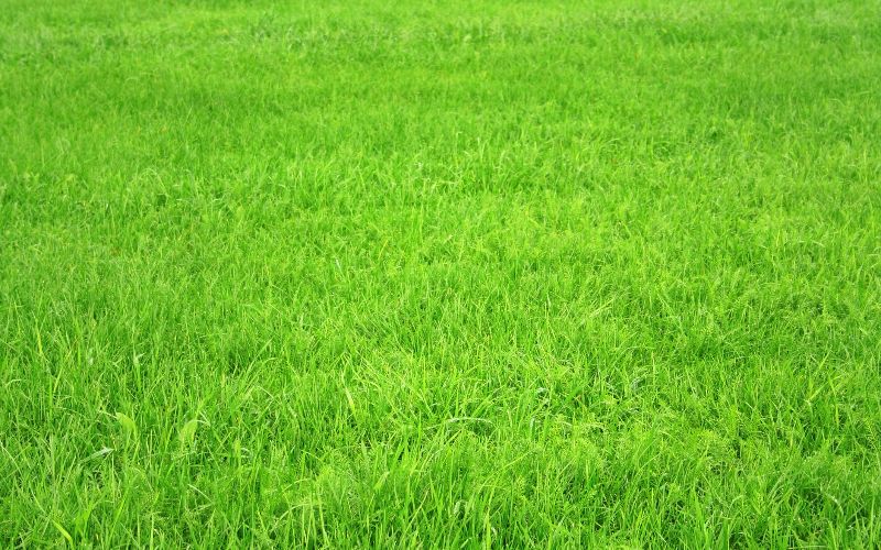 brushcutters-fresh-grass-min