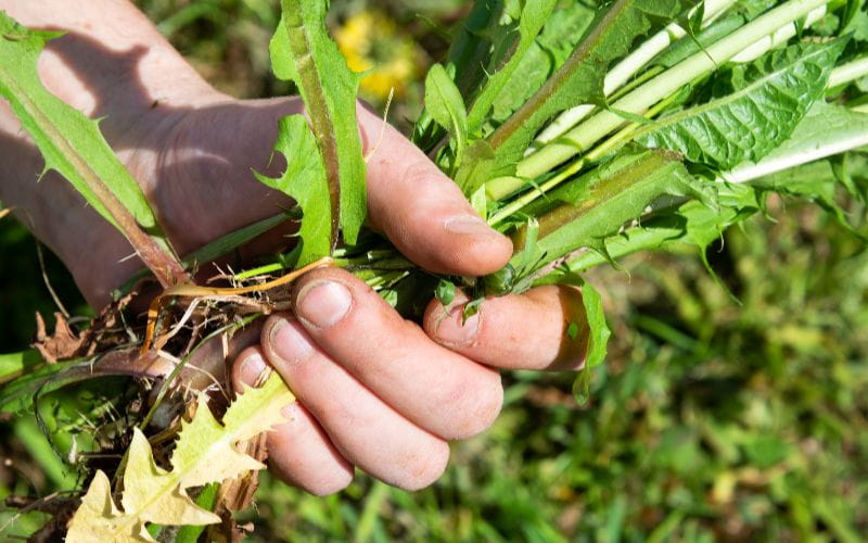 Brushcutters-summer-works-in-the-garden-weeding-weeds